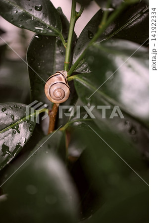 Garden snail Cornu aspersum resting on a wet cherry laurel leaf after rain, showing spiral shell pattern and everyday backyard nature detail Garden snail Cornu aspersum resting on a wet cherry laurel leaf after rain, showing spiral shell pattern and everyday backyard nature detail 141922334