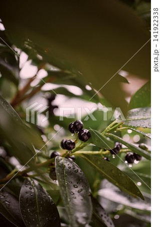 Rainy close-up of cherry laurel hedge with ripening dark berries and water droplets on glossy green leaves in a typical German garden, showing natural texture and detail Rainy close-up of cherry laurel hedge with ripening dark berries and water droplets on glossy green leaves in a typical German garden, showing natural texture and detail 141922338