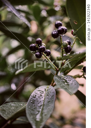 Rainy close-up of cherry laurel hedge with ripening dark berries and water droplets on glossy green leaves in a typical German garden, showing natural texture and detail 141922340