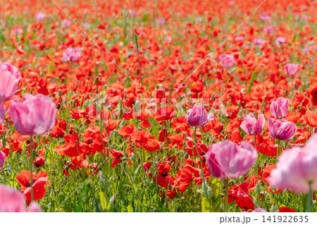 Vibrant field filled with thousands of blooming red poppies and occasional pink flowers. Ideal stock photo for colorful natural textures, summer backgrounds, and eco-friendly campaign art Vibrant field filled with thousands of blooming red poppies and occasional pink flowers. Ideal stock photo for colorful natural textures, summer backgrounds, and eco-friendly campaign art 141922635