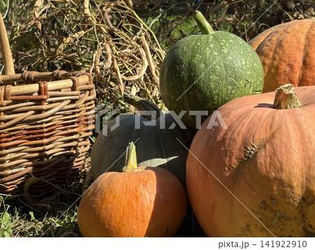 Pumpkin and squash. Countryside scene with pumpkins piled next to a wicker basket. Melon harvest. Pumpkin and squash. Countryside scene with pumpkins piled next to a wicker basket. Melon harvest. 141922910