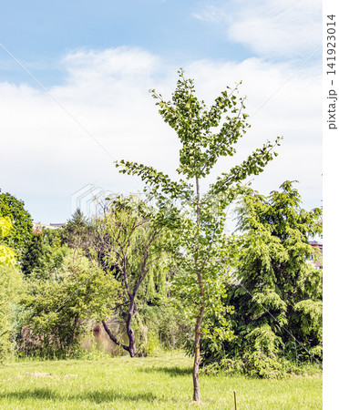 Vertical View of Ginkgo Biloba with Green Fan-Shaped Foliage 141923014