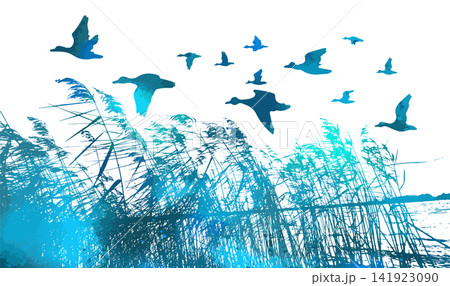 real blue grass silhouette and flying ducks. Reeds silhouette tracing. Vector illustration real blue grass silhouette and flying ducks. Reeds silhouette tracing. Vector illustration 141923090