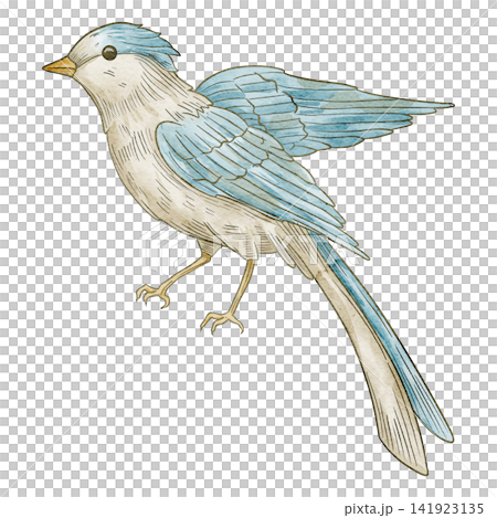 Bird watercolor illustration. Blue songbird isolated on background. Decorative avian element for botanical compositions, nursery posters, vintage artwork and greeting cards in pastel colors. Bird watercolor illustration. Blue songbird isolated on background. Decorative avian element for botanical compositions, nursery posters, vintage artwork and greeting cards in pastel colors. 141923135
