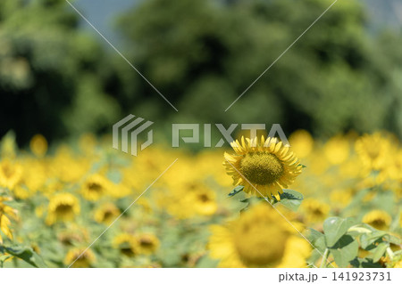 緑を背景に咲く夏のひまわり 141923731