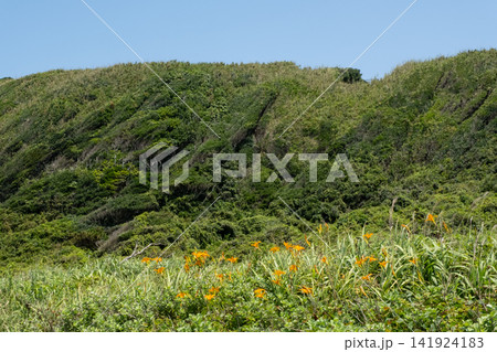 スカシユリが咲く神奈川県城ヶ島の草原の風景 141924183
