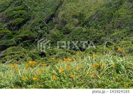 スカシユリが咲く神奈川県城ヶ島の草原の風景 スカシユリが咲く神奈川県城ヶ島の草原の風景 141924185