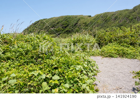 青い空と緑の草原が続く城ヶ島海岸の岬の風景 青い空と緑の草原が続く城ヶ島海岸の岬の風景 141924190