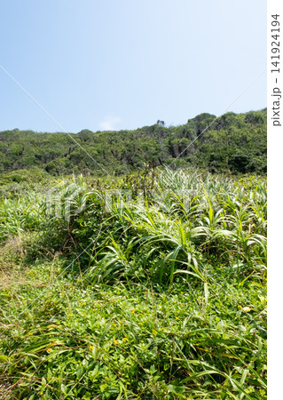 青い空と緑の草原が続く城ヶ島海岸の岬の風景 青い空と緑の草原が続く城ヶ島海岸の岬の風景 141924194