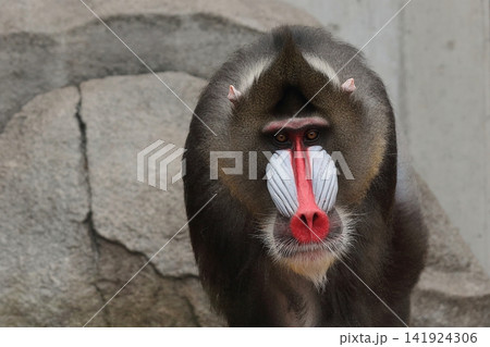 見つめるオスのマンドリルの顔のアップ 141924306