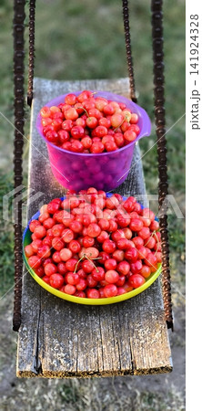 Two cups filled to the brim with sweet cherries sit on a wooden chain swing in the garden. Two cups filled to the brim with sweet cherries sit on a wooden chain swing in the garden. 141924328