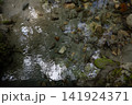 透き通る水面 141924371