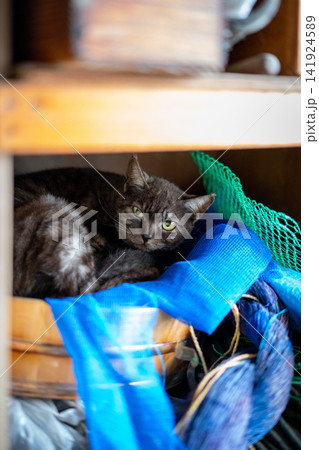 物陰から見つめる猫 物陰から見つめる猫 141924589