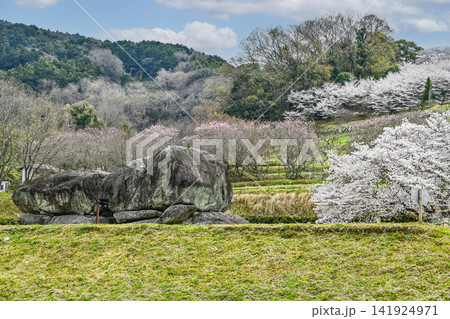 石舞台古墳と桜（国営飛鳥歴史公園石舞台地区） 141924971