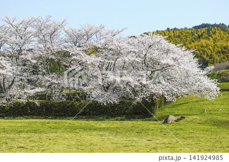 国営飛鳥歴史公園の桜 141924985