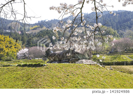 石舞台古墳と桜（国営飛鳥歴史公園石舞台地区） 141924986