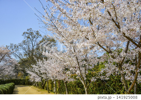 国営飛鳥歴史公園の桜 国営飛鳥歴史公園の桜 141925008