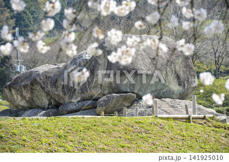 石舞台古墳と桜(国営飛鳥歴史公園石舞台地区) 石舞台古墳と桜(国営飛鳥歴史公園石舞台地区) 141925010
