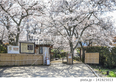 桜(国営飛鳥歴史公園石舞台地区) 桜(国営飛鳥歴史公園石舞台地区) 141925013