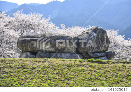 石舞台古墳と桜(国営飛鳥歴史公園石舞台地区) 石舞台古墳と桜(国営飛鳥歴史公園石舞台地区) 141925015