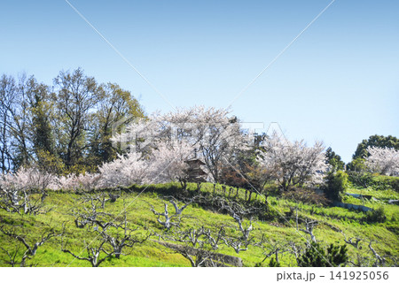 国営飛鳥歴史公園石舞台地区に咲く桜 141925056