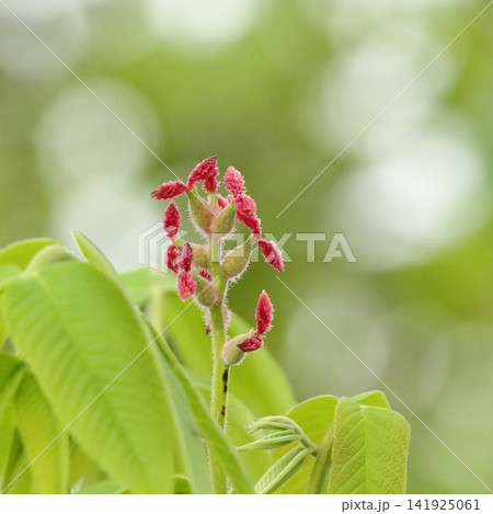 オニグルミの雌花 オニグルミの雌花 141925061
