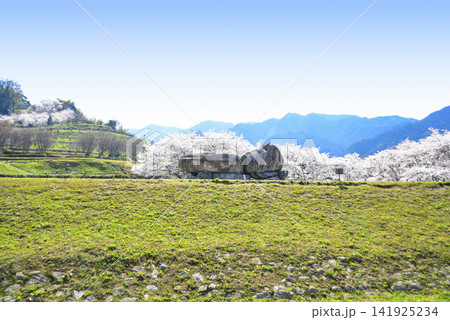 石舞台古墳と桜（国営飛鳥歴史公園石舞台地区） 141925234