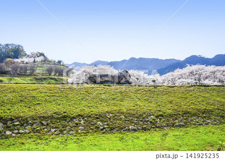 石舞台古墳と桜(国営飛鳥歴史公園石舞台地区) 石舞台古墳と桜(国営飛鳥歴史公園石舞台地区) 141925235
