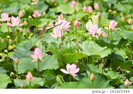 花盛りの蓮池に遊ぶヨシゴイ 花盛りの蓮池に遊ぶヨシゴイ 141925344