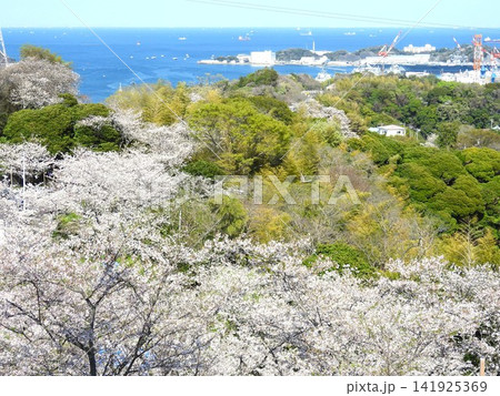 高台にある桜の名所「神奈川県立塚山公園」では、桜の先に大型船が行きかう横須賀港を見渡すことができる 141925369