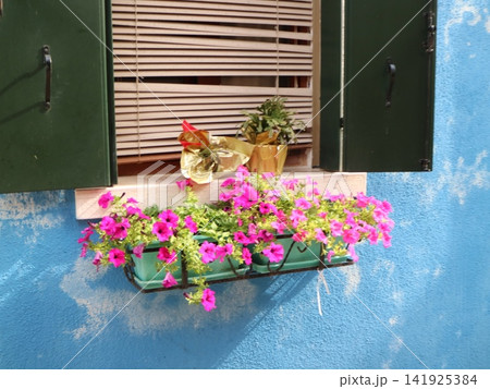 イタリア・ブラーノ島の青い家を彩るピンクの花と窓 141925384