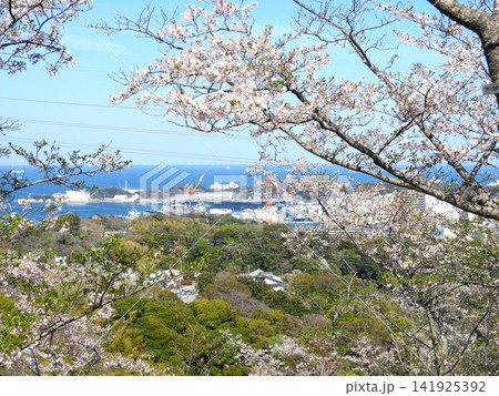 高台にある桜の名所「神奈川県立塚山公園」では、桜の先に大型船が行きかう横須賀港を見渡すことができる 高台にある桜の名所「神奈川県立塚山公園」では、桜の先に大型船が行きかう横須賀港を見渡すことができる 141925392
