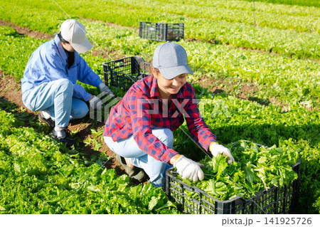 Team of workers harvests ripe green lettuce on plantation 141925726