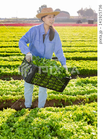 Young asian girl stacking boxes with harvested green lettuce on farm field 141925736