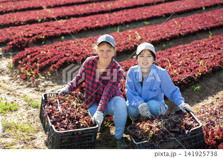 Two positive women gardeners with red lettuce crop on field 141925738
