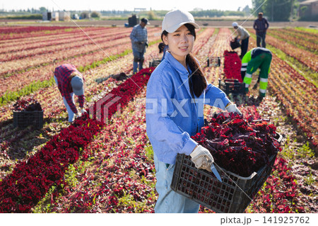 Young asian woman carries box of fresh red lettuce crops in farmer field 141925762
