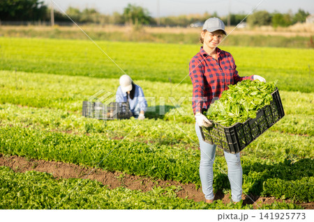 Positive young girl showing box with harvested green lettuce on field 141925773