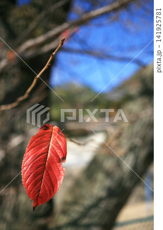 紅葉した桜の葉 紅葉した桜の葉 141925781