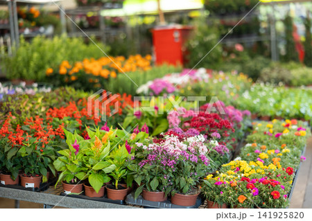 Flower-pots with different flowers in plants market Flower-pots with different flowers in plants market 141925820
