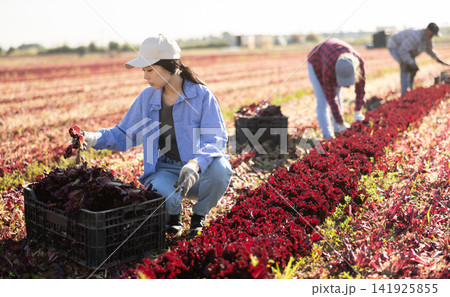 Hired worker asian woman, harvesting fresh red lettuce using knife on field Hired worker asian woman, harvesting fresh red lettuce using knife on field 141925855