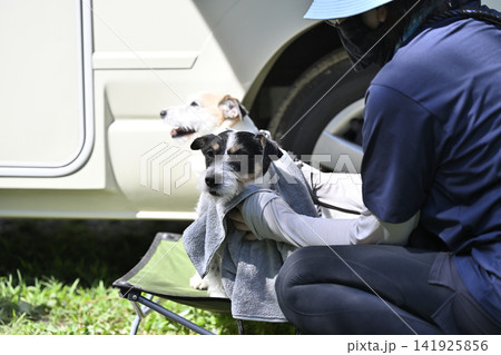 愛犬と川遊び 体を拭く女性 キャンプ アウトドア ジャックラッセルテリア キャンピングカー 愛犬と川遊び 体を拭く女性 キャンプ アウトドア ジャックラッセルテリア キャンピングカー 141925856