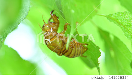 梅の葉裏で羽化したセミの抜け殻　夏の自然観察 141926334