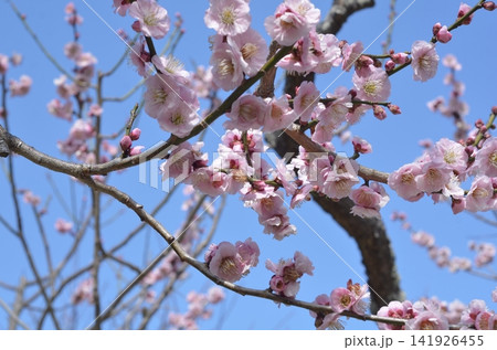 梅林公園 梅林公園 141926455