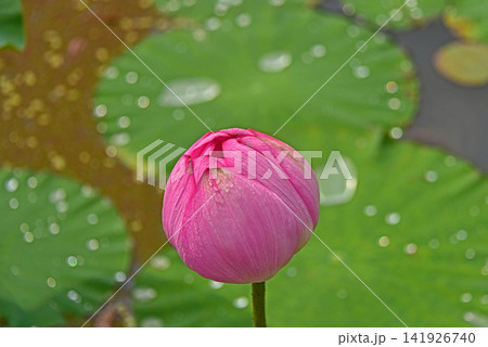 雫と蓮の花の美しさ 141926740