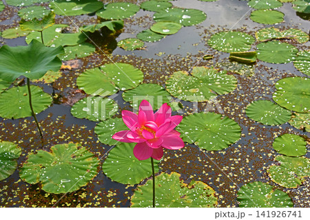 雫と蓮の花の美しさ 雫と蓮の花の美しさ 141926741