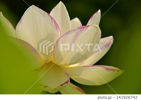光と影が造る蓮の花の美しさ 光と影が造る蓮の花の美しさ 141926742