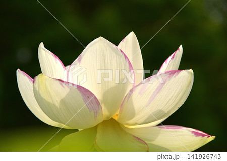 光と影が造る蓮の花の美しさ 光と影が造る蓮の花の美しさ 141926743