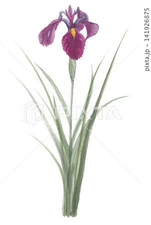 水彩で描いた菖蒲 ショウブ 紫色 水彩で描いた菖蒲 ショウブ 紫色 141926875