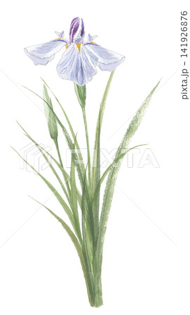 水彩で描いた菖蒲 ショウブ 水彩で描いた菖蒲 ショウブ 141926876