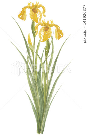 水彩で描いた菖蒲 ショウブ 黄色 水彩で描いた菖蒲 ショウブ 黄色 141926877